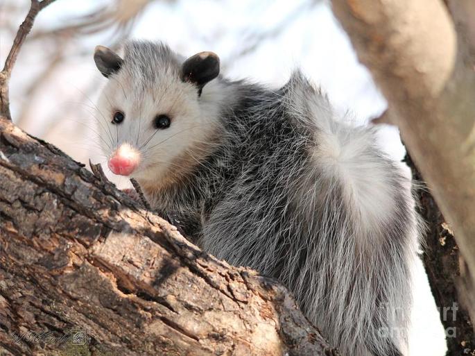 3-north-american-opossum-in-winter-j-mccombie